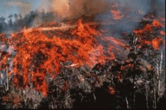 Plantations up in biomass smoke 4 Plantations up in biomass smoke 4